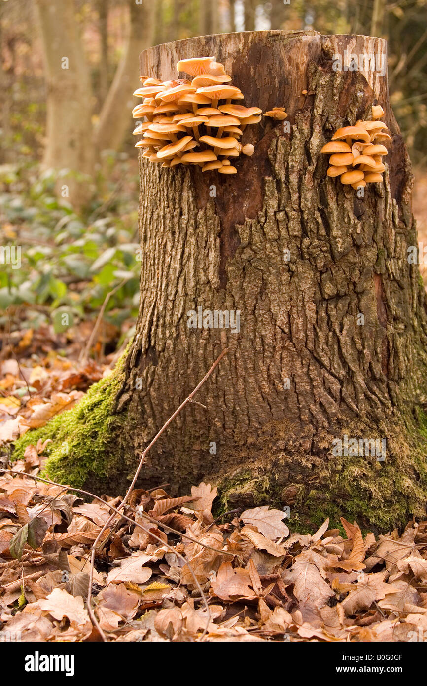 tree trunk hosting fungus and moss Stock Photo