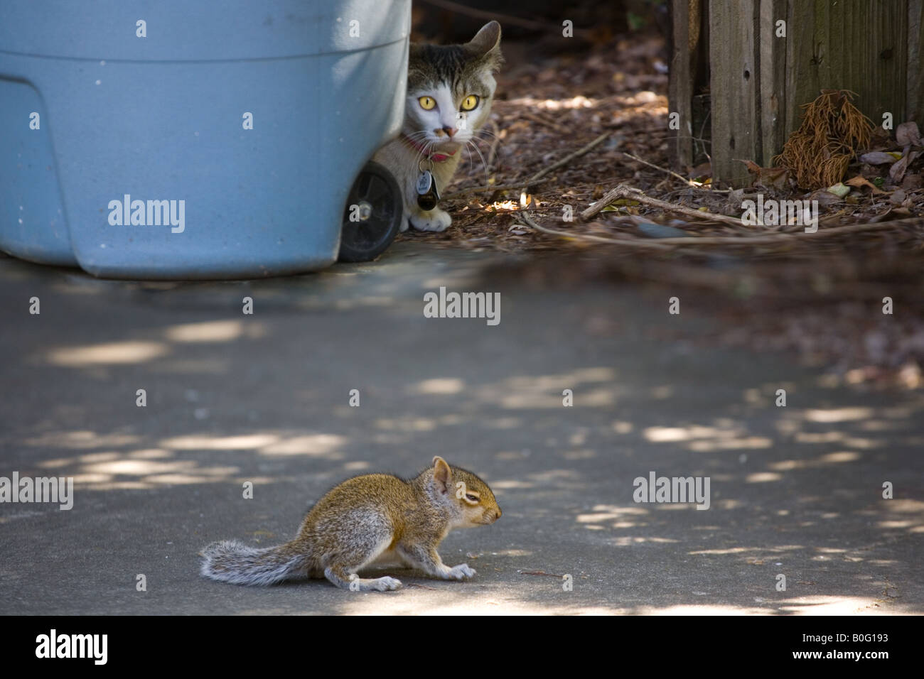 Western Gray Squirrel (Sciurus griseus) and The cat (Felis catus) Stock Photo