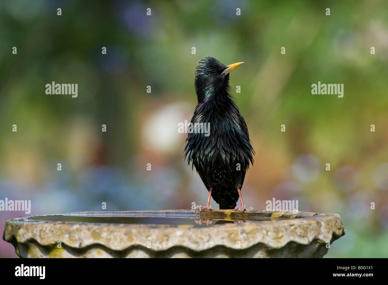 Sturnus vulgaris. Starling on a birdbath Stock Photo