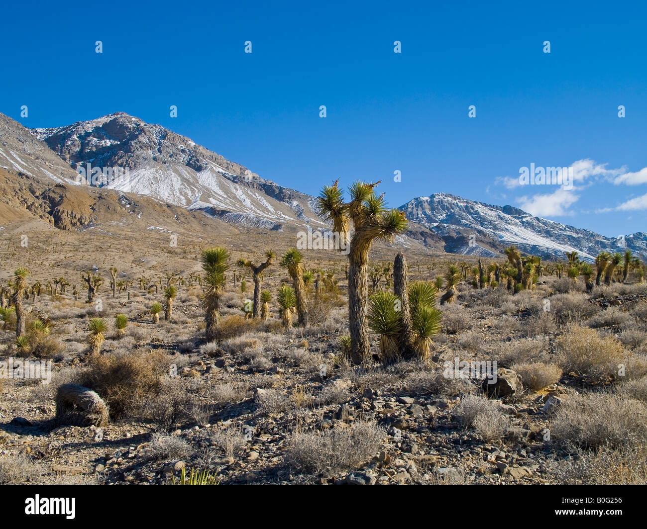 Joshua Trees Death Valley National Park California Nevada USA Stock Photo