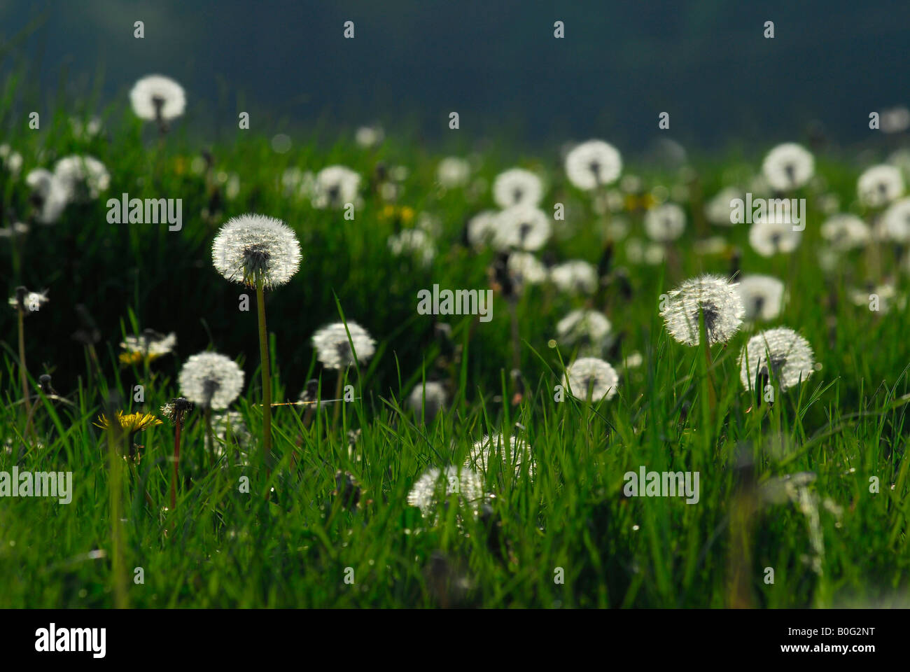 Dandelion clocks in a field in springtime Stock Photo - Alamy