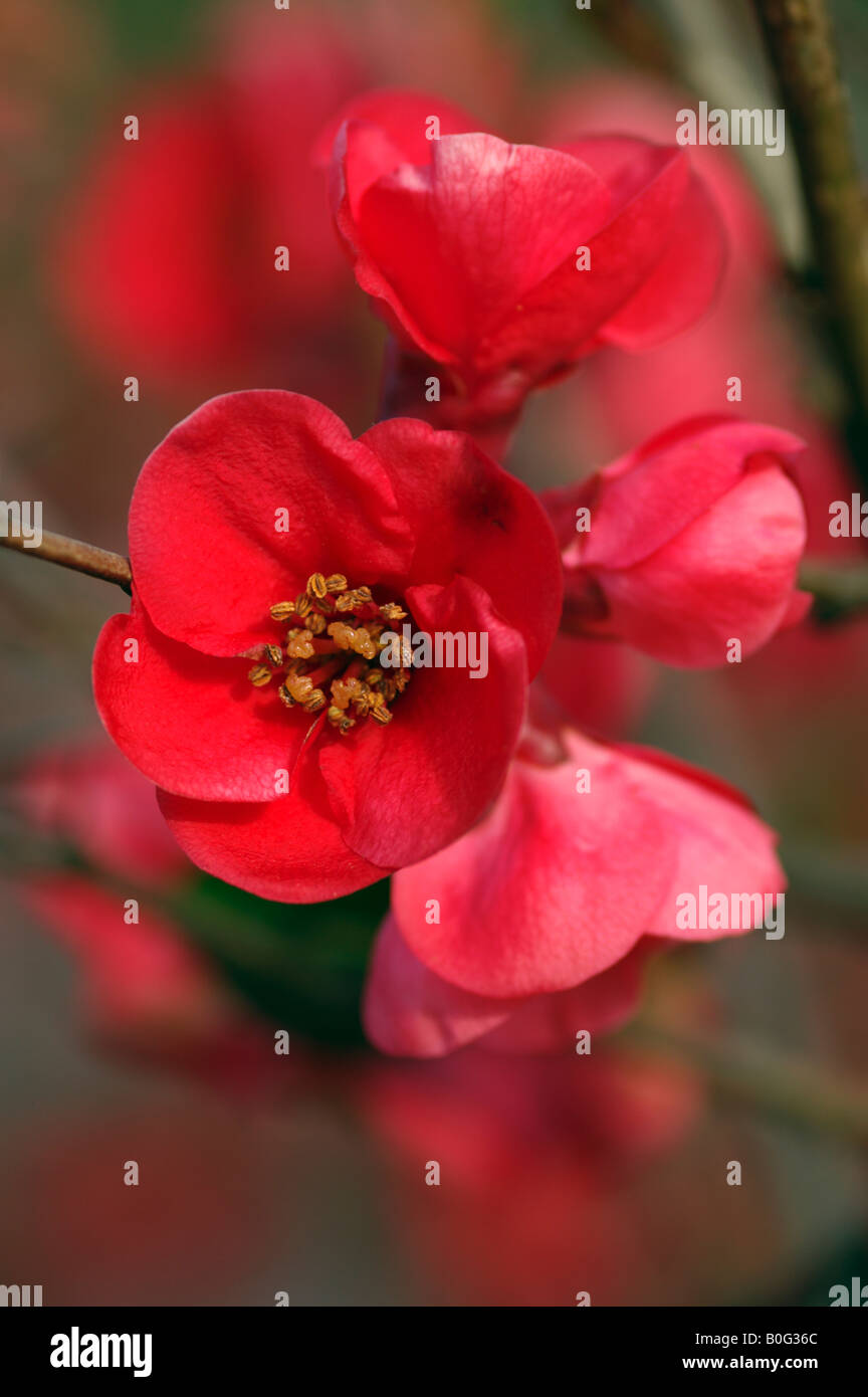 CHAENOMELES X SUPERBA CRIMSON AND GOLD JAPANESE QUINCE Stock Photo