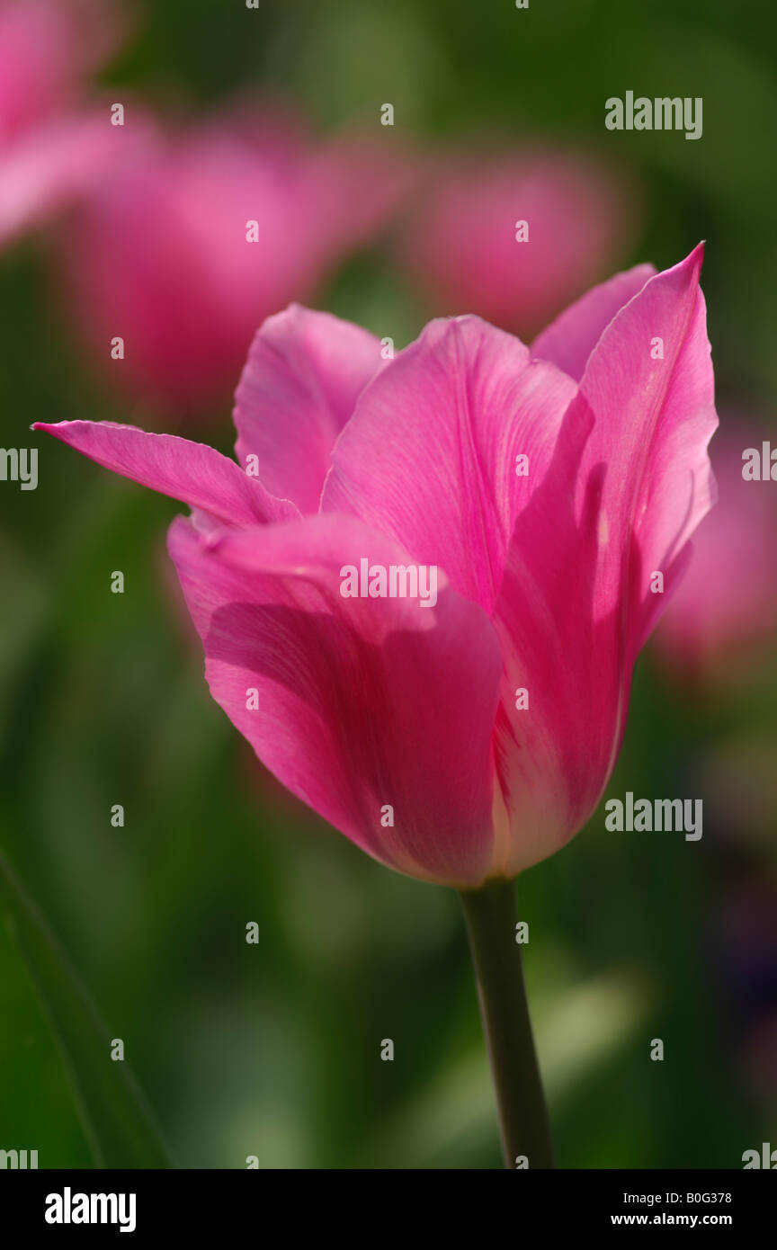 TULIPA CHINA PINK TULIP Stock Photo