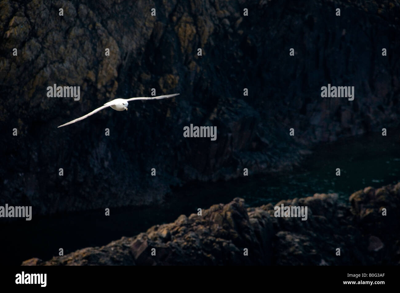 A single Fulmar glides alongside rocky cliffs on the east coast of Scotland Stock Photo