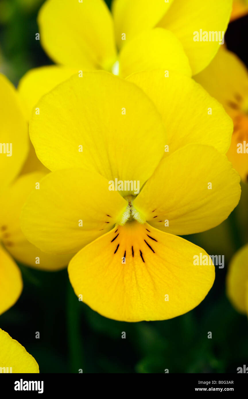 VIOLA WITTROCKIANA JEWEL PRIMROSE JEWEL SERIES PANSY Stock Photo