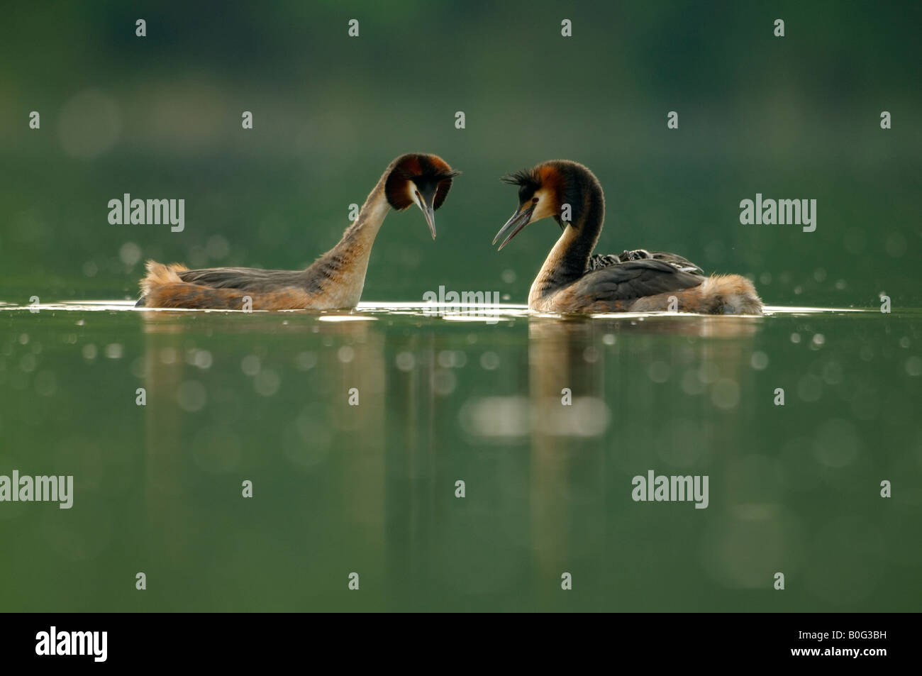 Great Crested Grebe - breeding pair with day old babies on the females ...