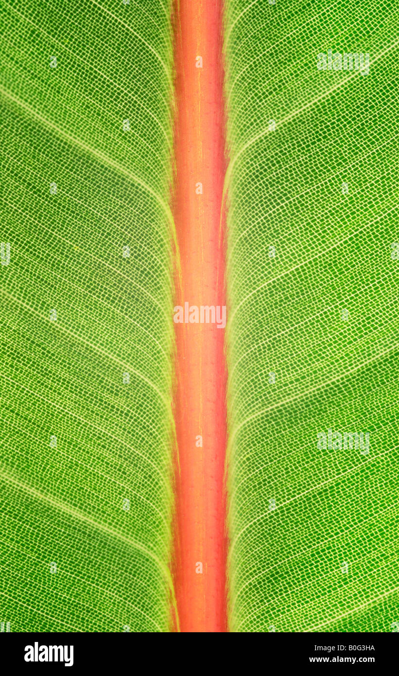Lush green leaf Stock Photo