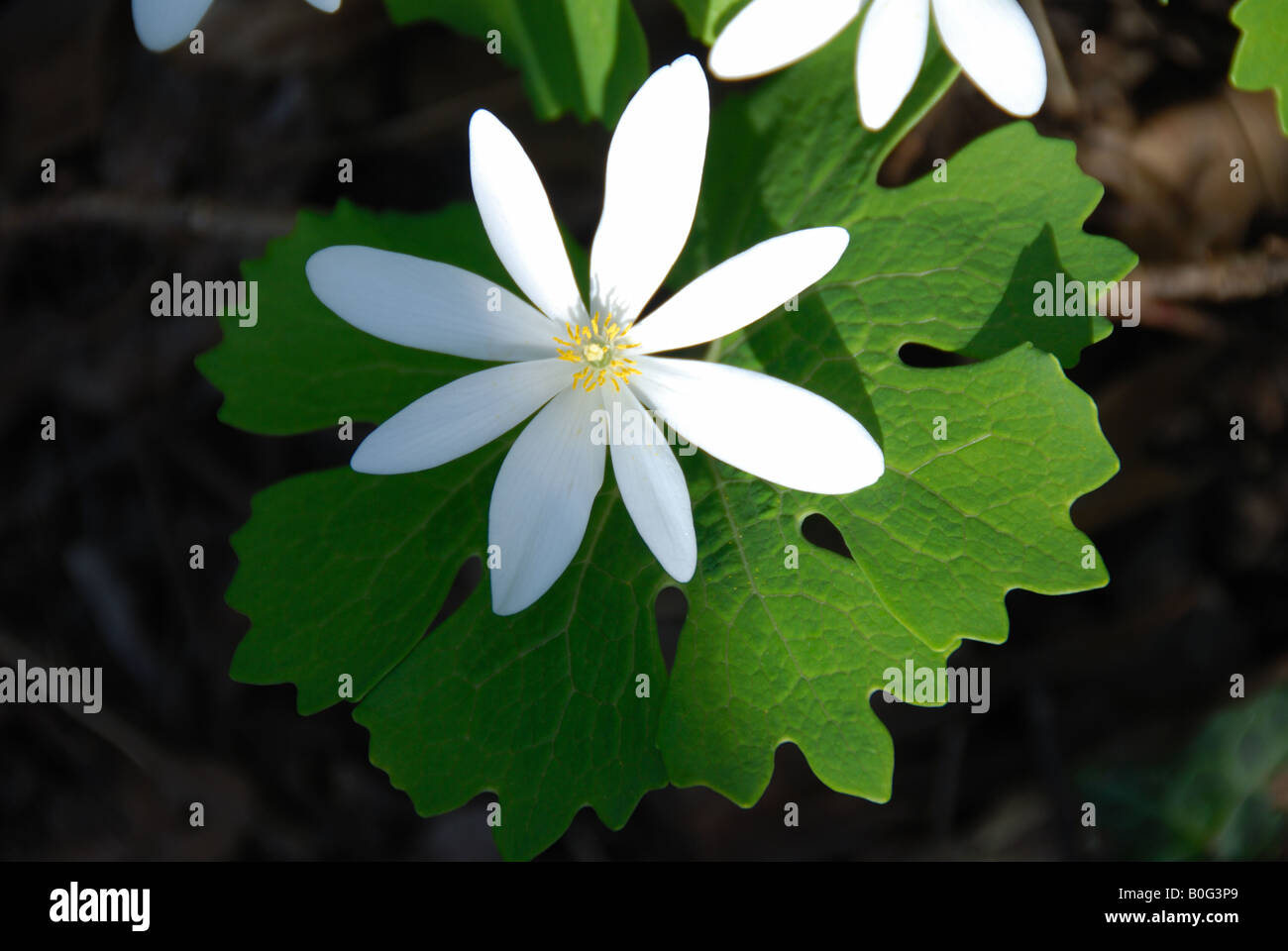 Sanguinaria canadensis (Bloodroot) has a bright red coloured sap that is known to be an irritant to human skin. Stock Photo