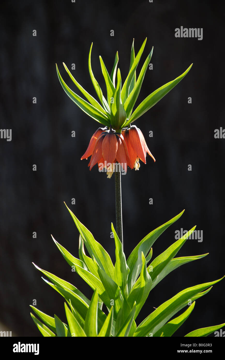 Fritillaria imperialis. This spring blooming perennial has a pungent skunk like odor. Also know as crown imperialis. Stock Photo