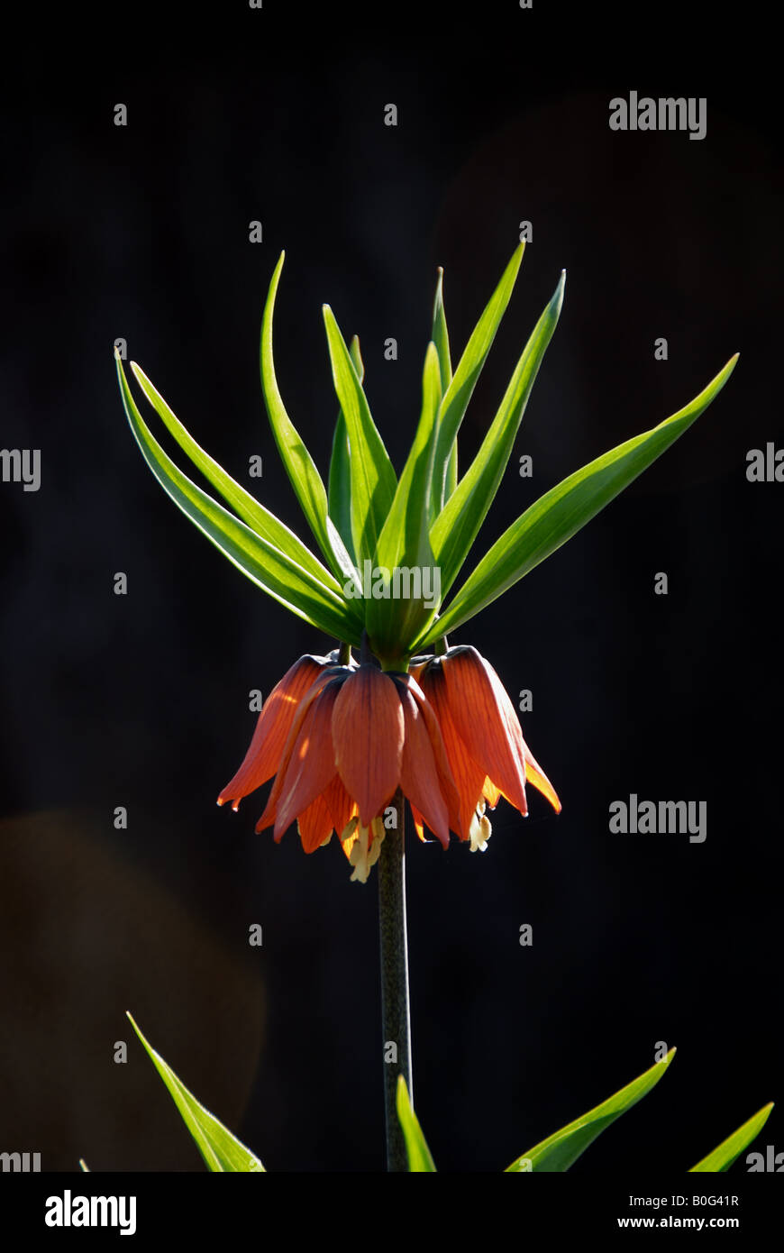 Fritillaria imperialis. This spring blooming perennial has a pungent skunk like odor. Also know as crown imperialis. Stock Photo