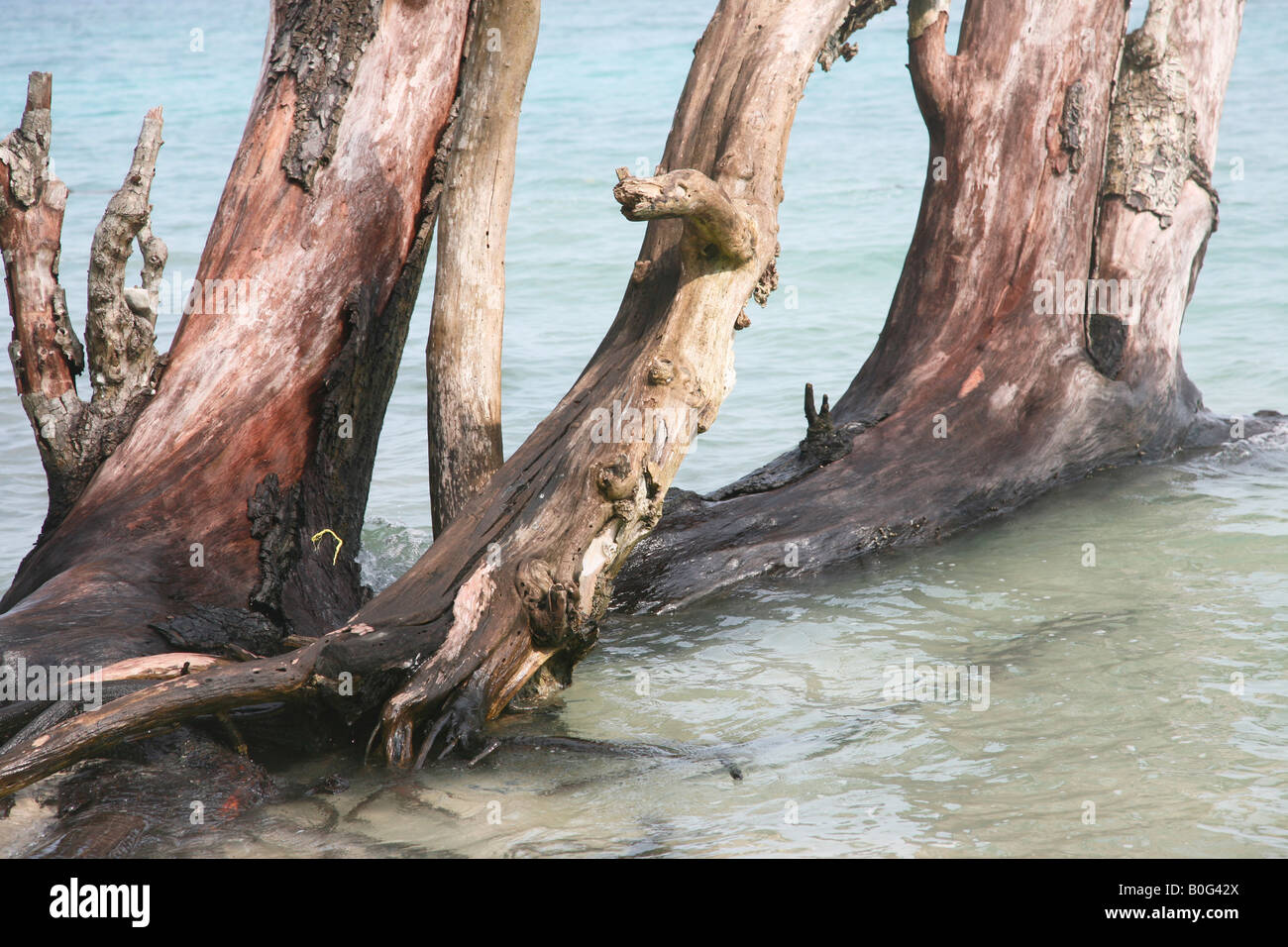 Dry tree at elephant beach of Havelock island Andaman Stock Photo Alamy