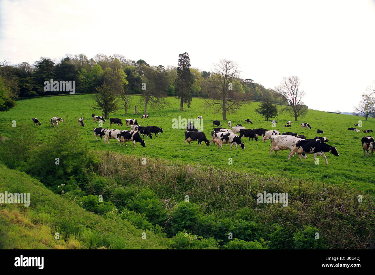 Herd Of Friesian Cows High Resolution Stock Photography and Images - Alamy