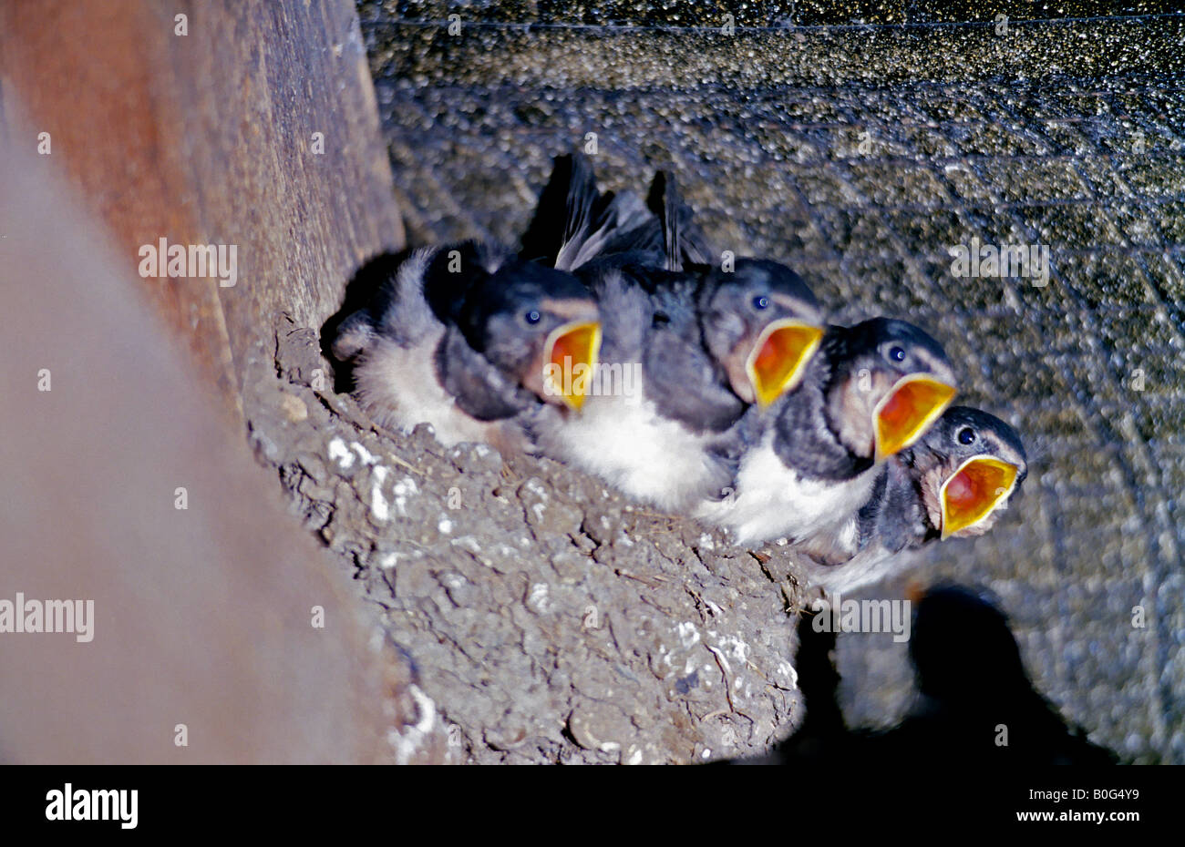 Barn Swallow Nestlings. Stock Photo