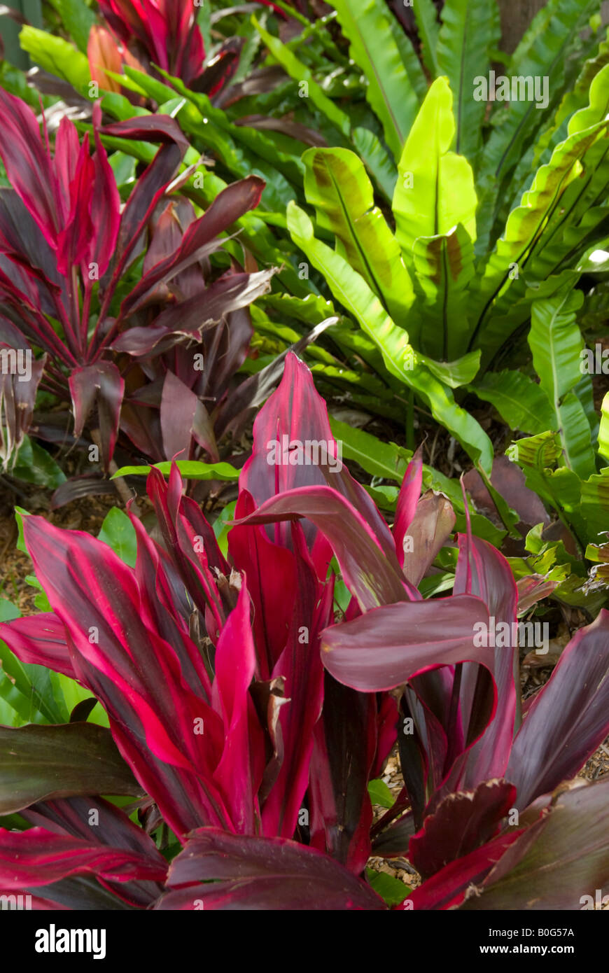 Tropical plants Stock Photo