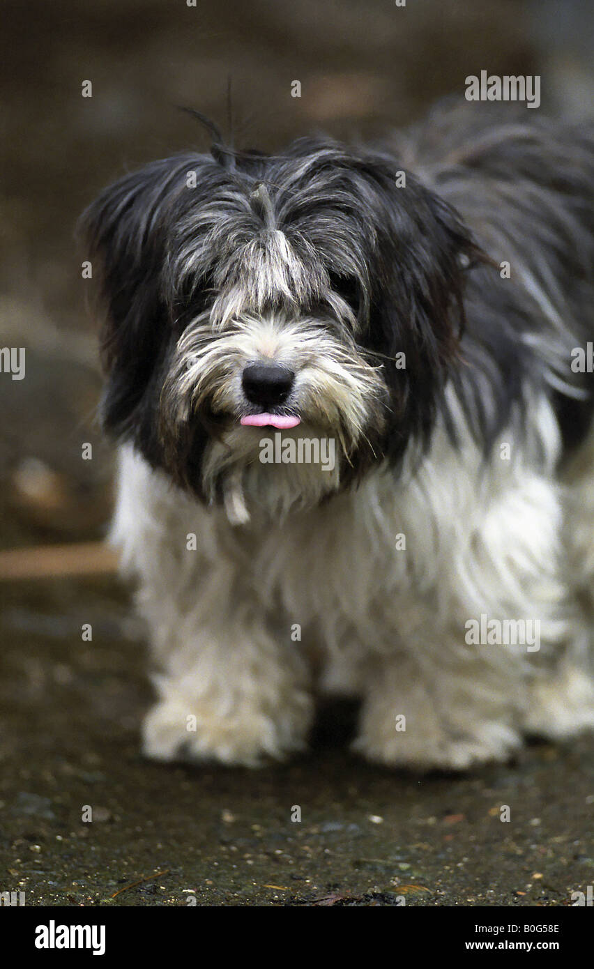 Cheeky Dog. Stock Photo