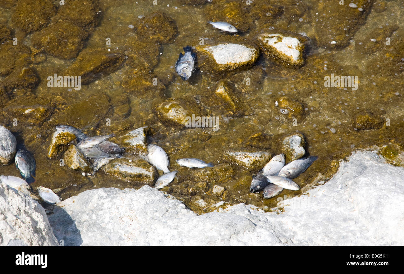 Salton Sea Dead Fish Stock Photo Alamy