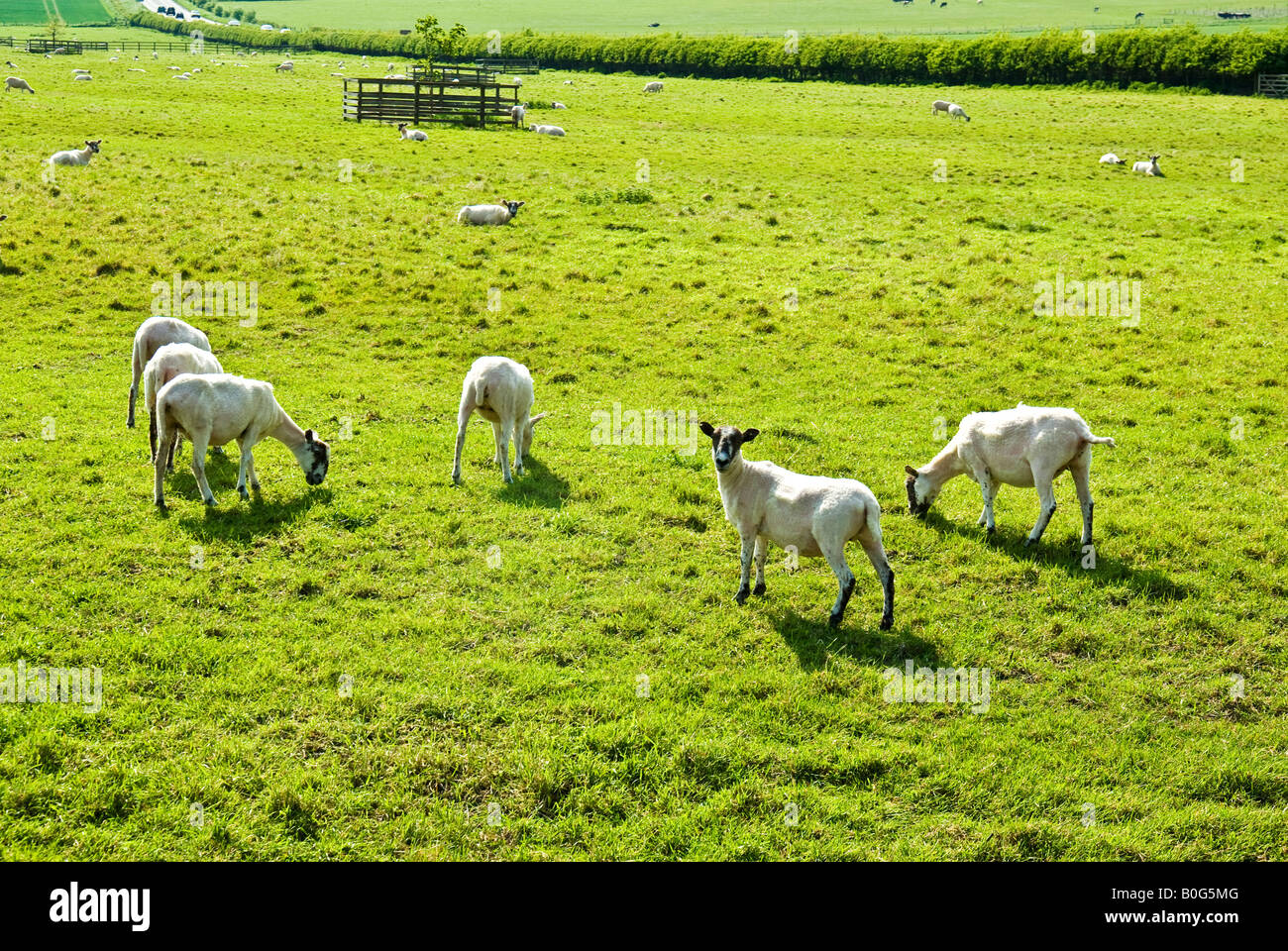 Shorn sheep in a Wiltshire field in May Stock Photo