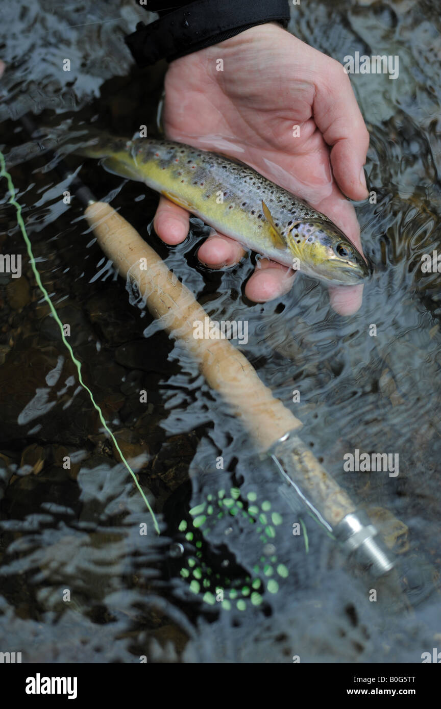 A man s hand holding a brown trout next to a fly fishing reel and rod in the River Lyd, Devon. Stock Photo