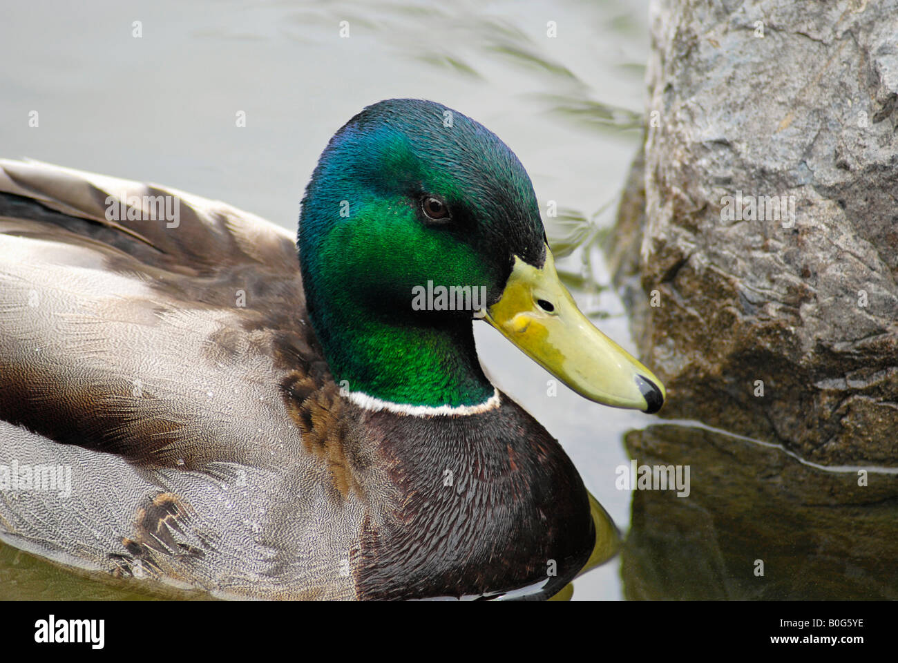 Mallard Drake, in pond at a Mississauga Park Stock Photo