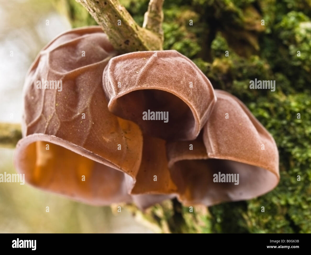 Jelly Ear Fungus Auricularia auricular judae Stock Photo
