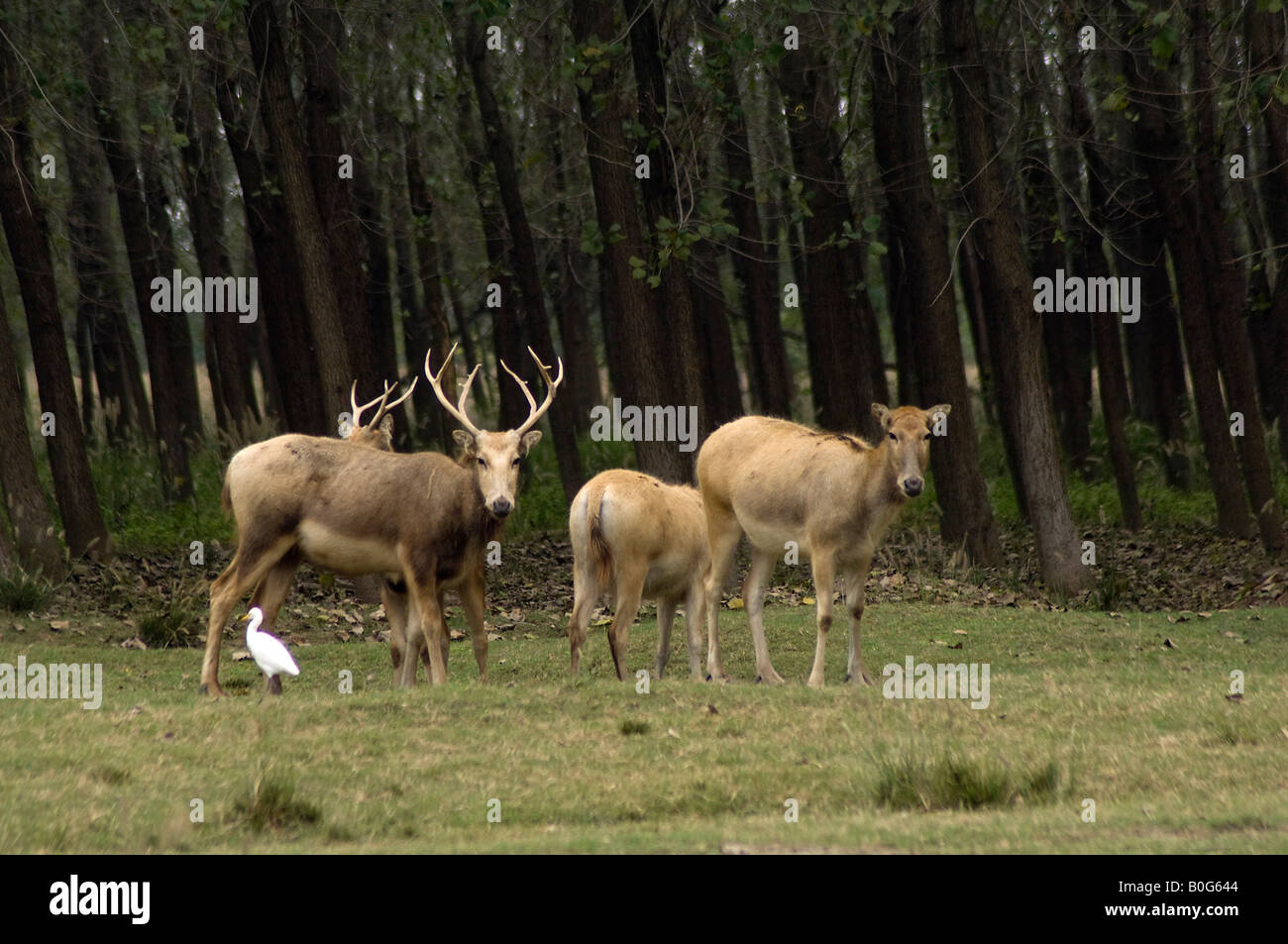Pere Davids deer stags Elaphurus davidianus at Dafeng Milu National Nature Reserve Jiangsu China Stock Photo
