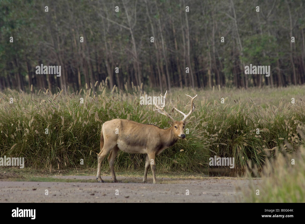 Pere Davids deer stag Elaphurus davidianus at Dafeng Milu National Nature Reserve Jiangsu China Stock Photo