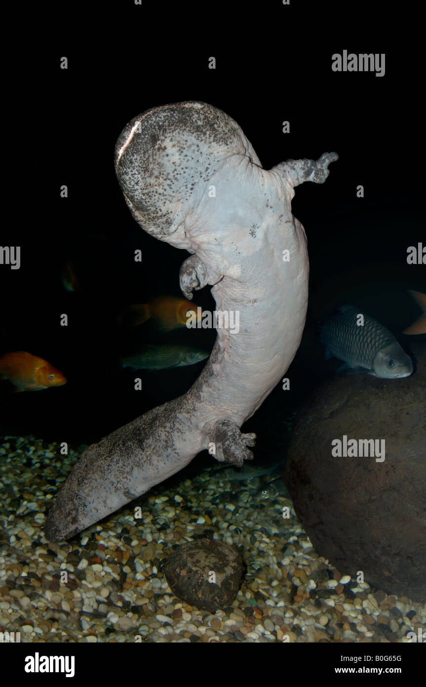 Underside of Chinese giant salamander Andrias davidianus is largest salamander in the world and is totally aquatic Stock Photo