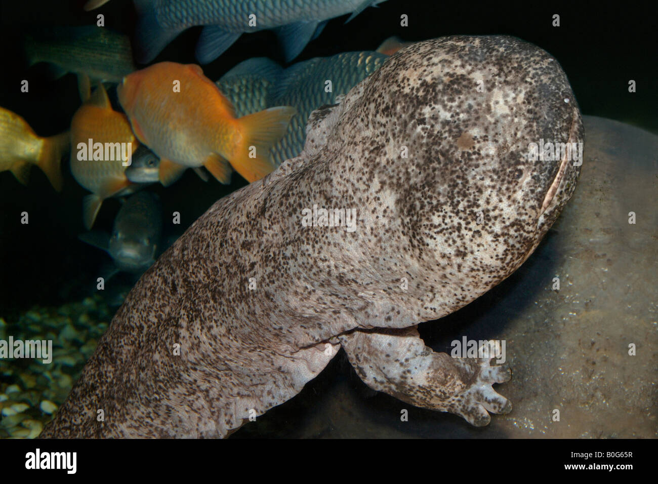 Chinese giant salamander Andrias davidianus Stock Photo Alamy