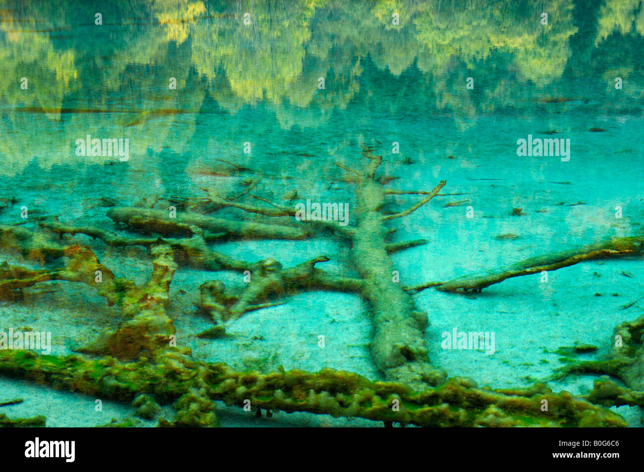 Five Flower Lake with fallen trees in autumn Jiuzhaigou Sichuan China Stock Photo