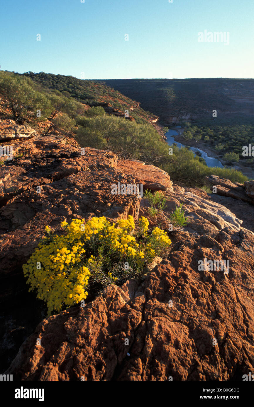 Kalbarri National Park, Murchison River Gorge, spring wildflowers, Western Australia Stock Photo