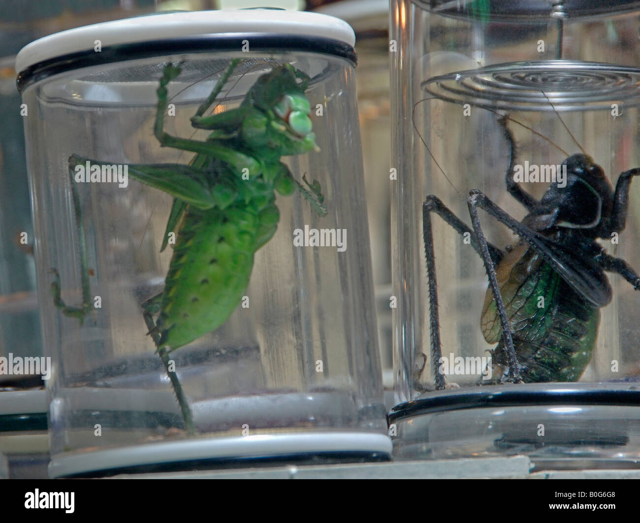 Captive Chinese katydids in Shanghai shop kept for song Stock Photo