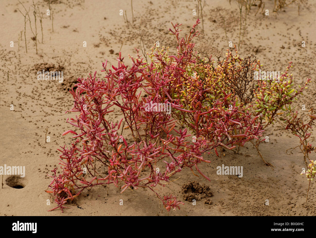 Halophyte plants at low tide with crab holes and evidence