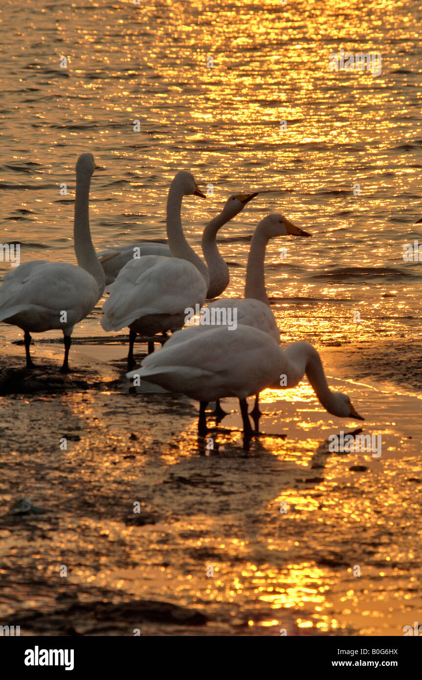 Whooper swans Cygnus cygnus drinking in winter Rongcheng Swan Natural Reserve at dusk Shandong China Stock Photo