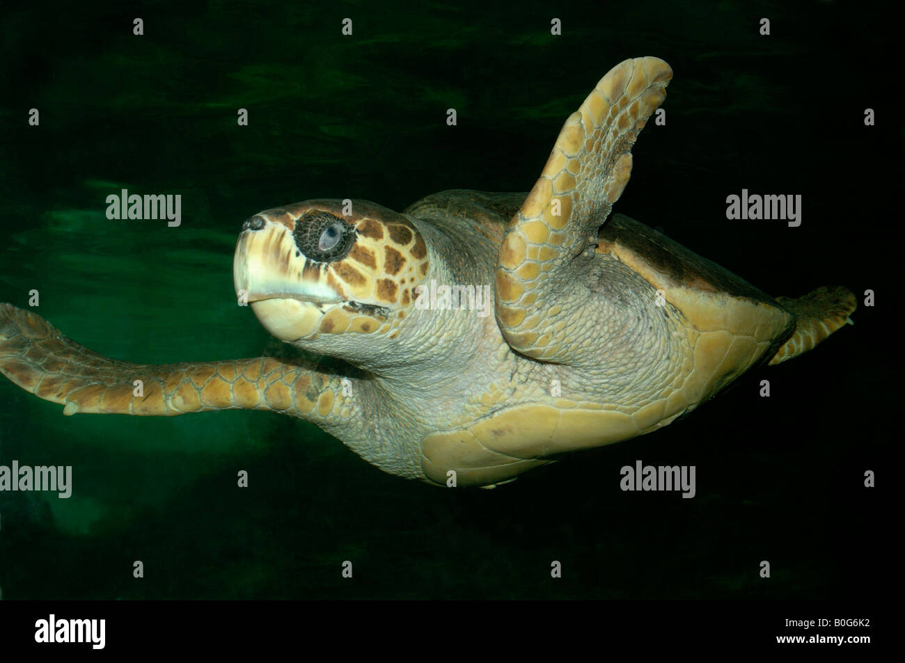 Green turtle Chelonia mydas showing large flippers Stock Photo