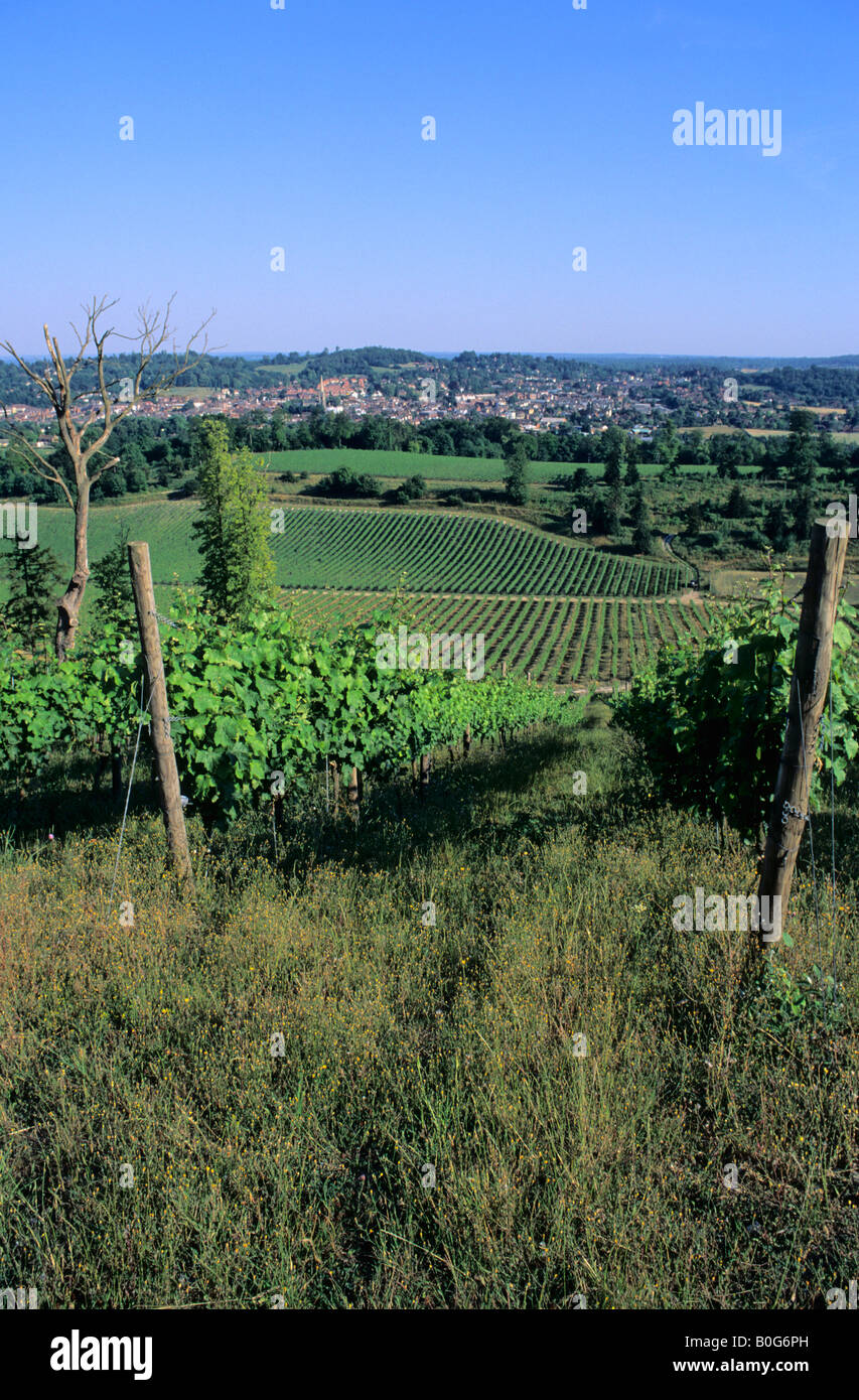 Vineyard near Dorking, Surrey, England, UK Stock Photo