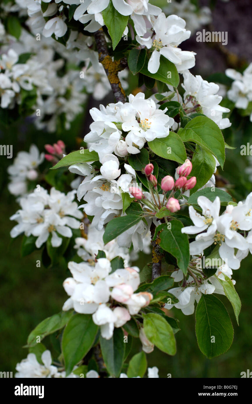 MALUS JOHN DOWNIE AGM CRAB APPLE HAS PINK BUDS WHICH OPEN TO CREAMY