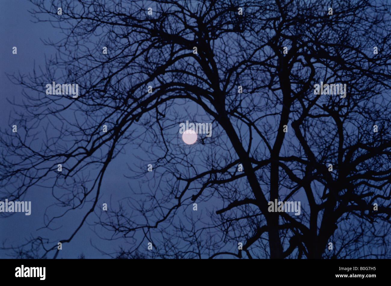 Full Moon Behind Tree Stock Photo - Alamy
