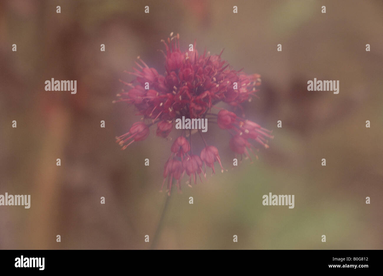 Cluster of plants hi-res stock photography and images - Alamy