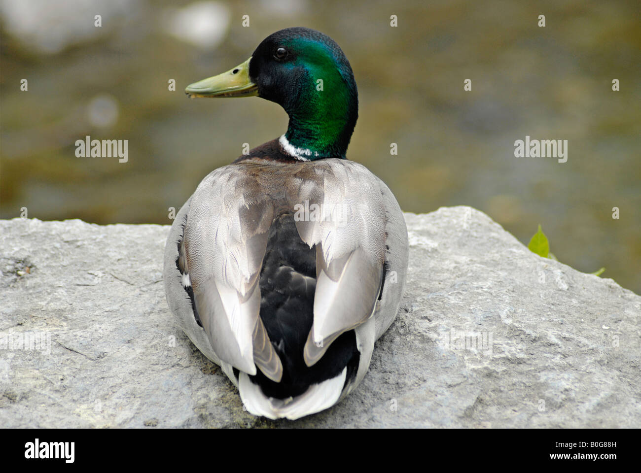 Mallard Drake perched on a rock, in a Mississauga Park Stock Photo