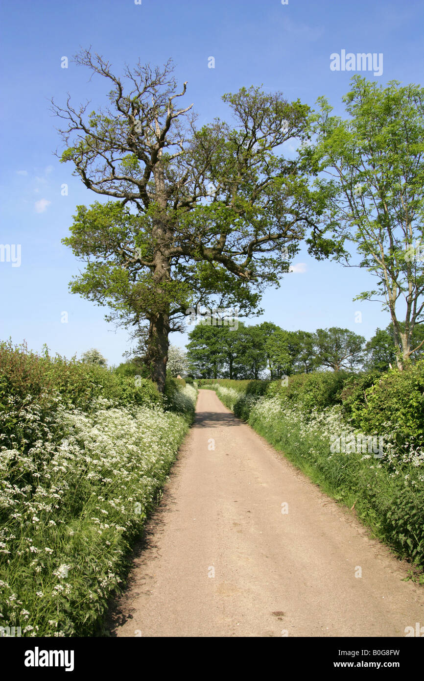 Country Lane in Hertfordshire with Oak Tree and Cow Parsley Hedgerows Stock Photo