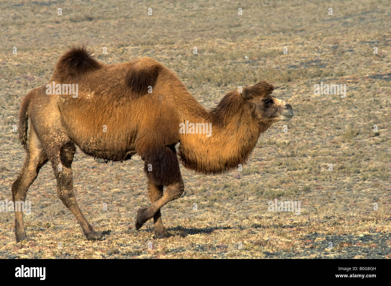 Two Hump Camel Hi-res Stock Photography And Images - Alamy