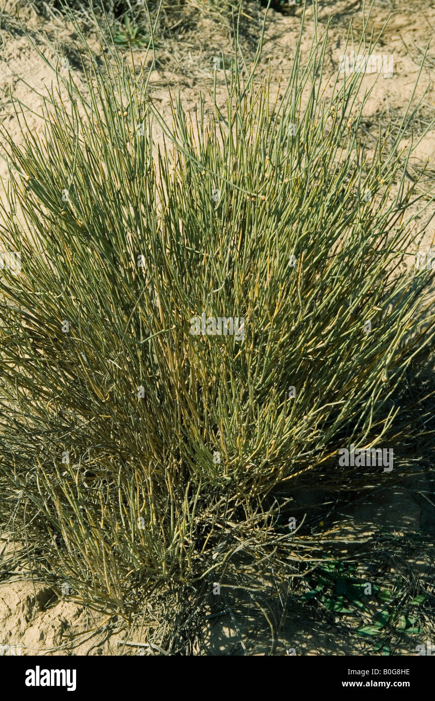 Ephedra Ephedrine Ma Huang Supplements