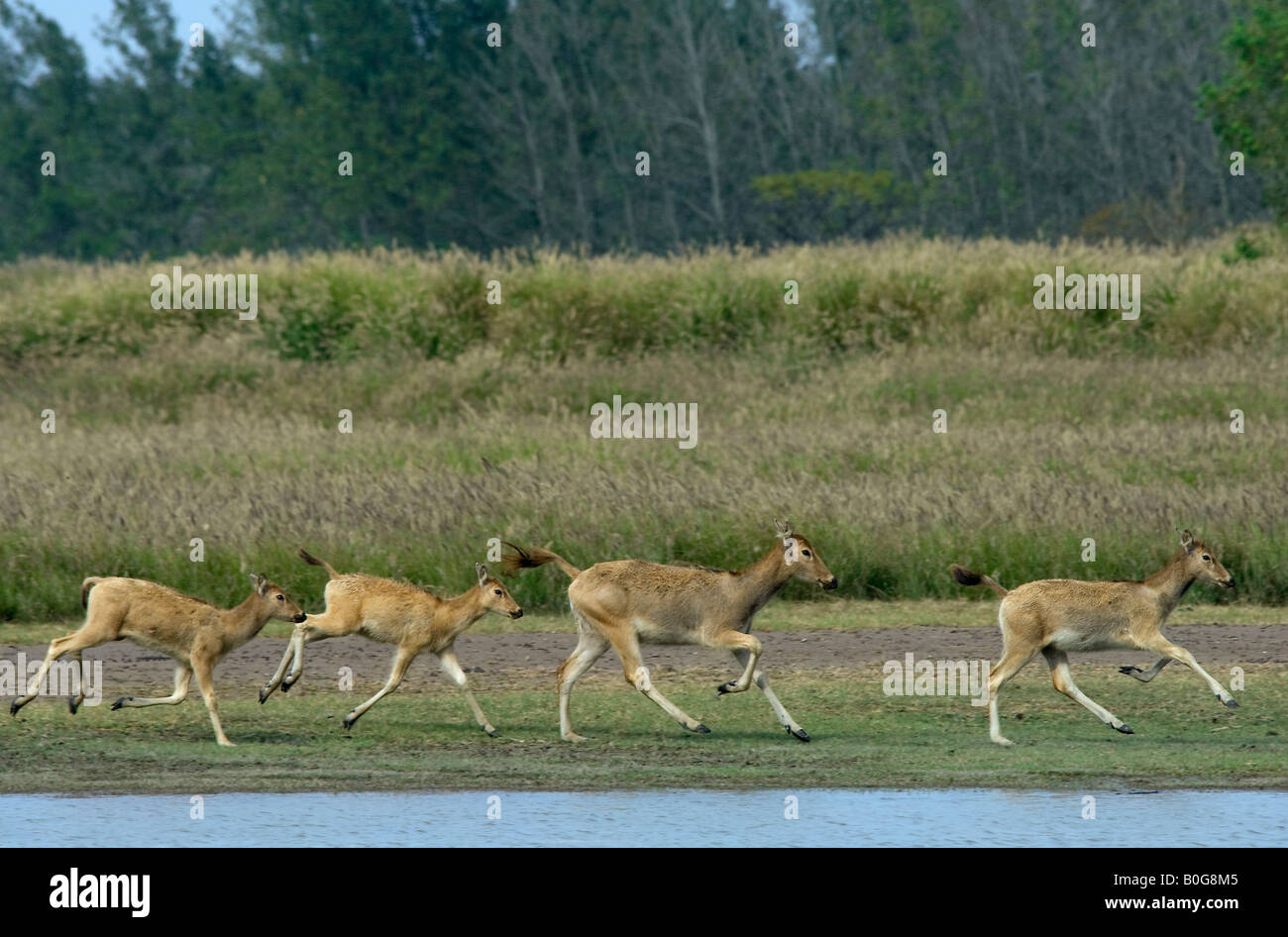 Pere Davids deer hinds Elaphurus davidianus running in Dafeng Milu National Nature Reserve Jiangsu China Stock Photo