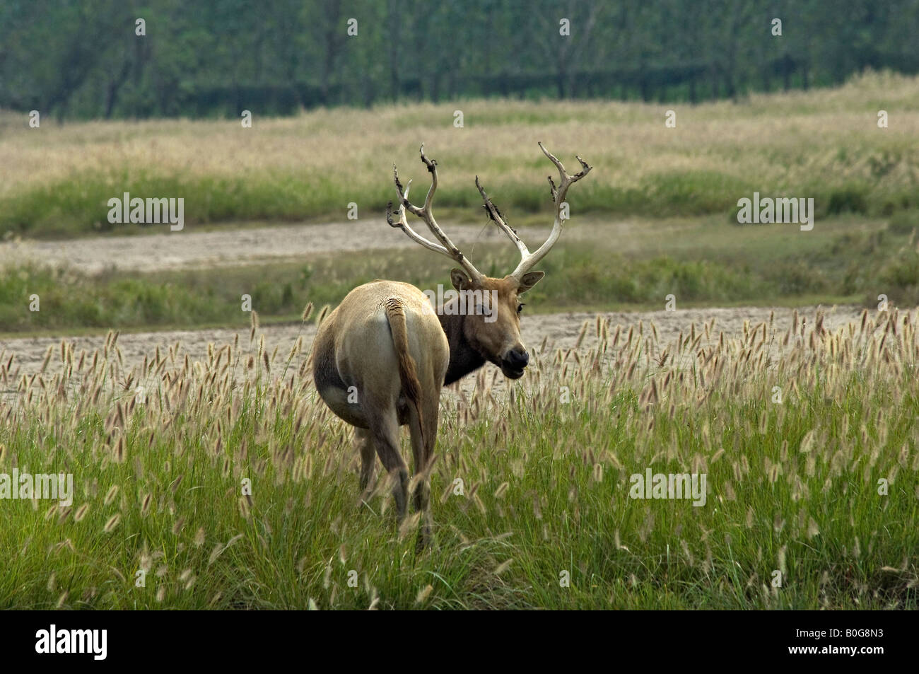 Pere Davids deer stag Elaphurus davidianus at Dafeng Milu National Nature Reserve Jiangsu Stock Photo