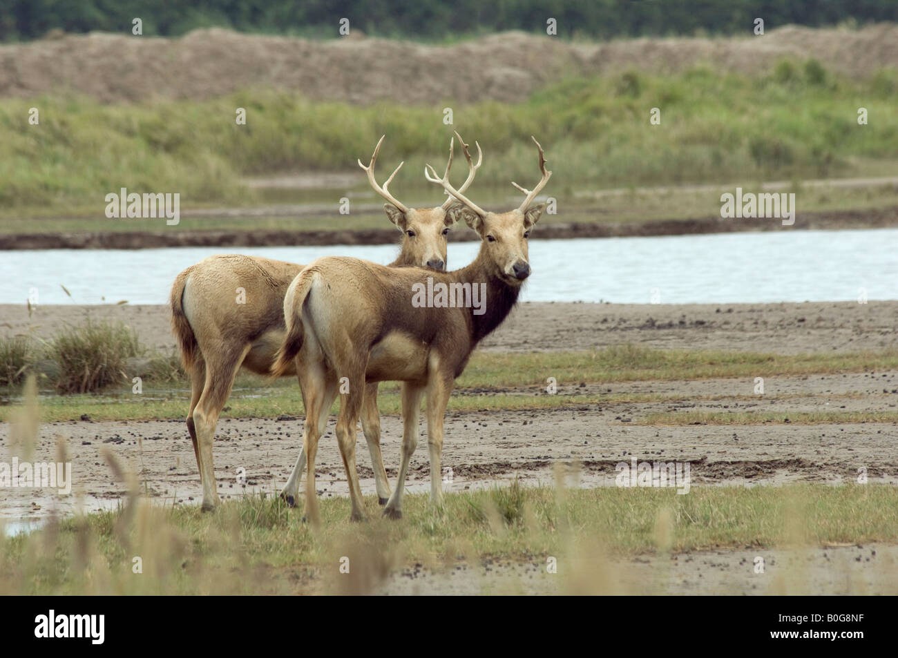 Pere Davids deer stags Elaphurus davidianus at Dafeng Milu National Nature Reserve Jiangsu China Stock Photo