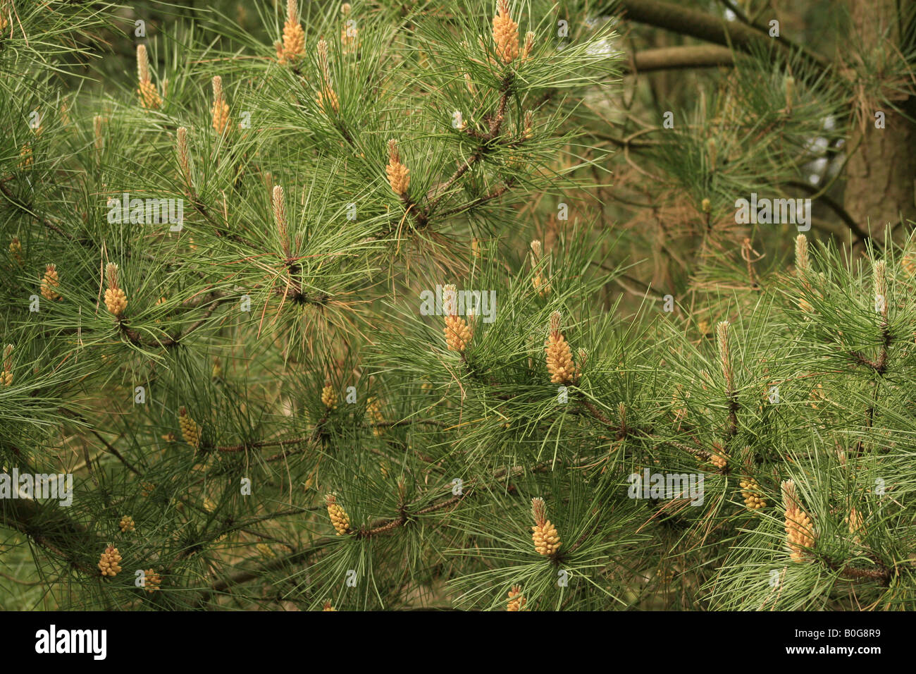 Flowers of the Scots pine (Pinus Sylvestris) Stock Photo