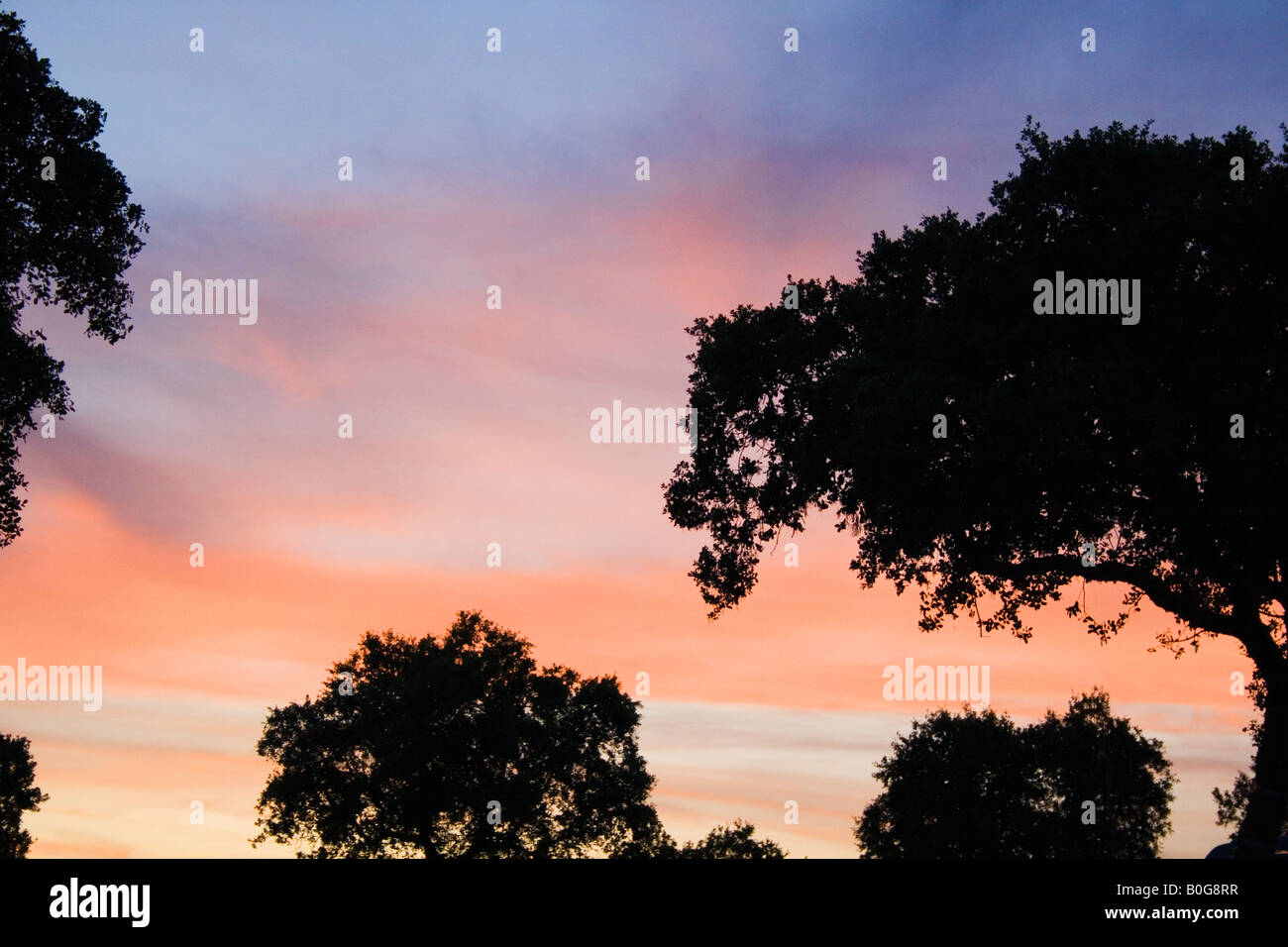 Andujar Jaen Province Spain Trees silhouetted against evening sky Stock Photo