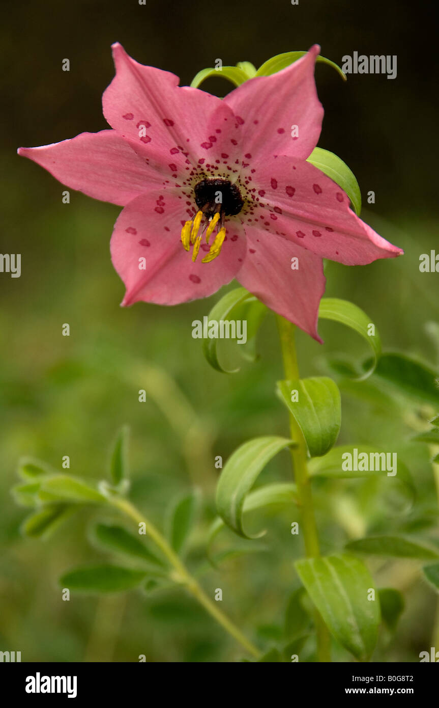 Chinese alpine lily Nomocharis forrestii near Zhongdian Yunnan China Stock Photo