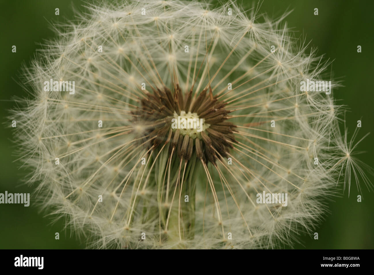 Dandelion (taraxacum officinale) seed head or 'clock' before the individual seeds are blown away to reproduce. Stock Photo
