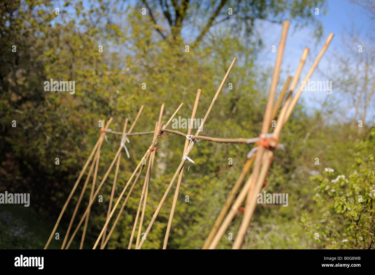 A bamboo frame ready to be used for growing beans or peas in a garden Stock Photo
